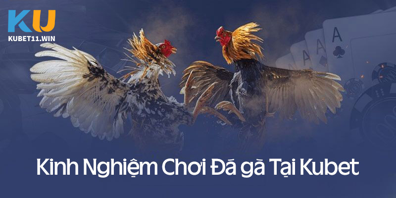 Kinh nghiệm chơi cá cược đá gà hiệu quả luôn thắng tại Kubet